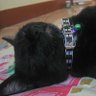 CAT-Slave(SilasVane) 的头像