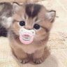 cutie 的头像