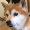tarrow's profile picture