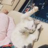 ミラクルゴリラ🍄's profile picture