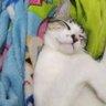 princesinha's profile picture