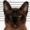 Profilbild von Mark Bohr Arrechea
