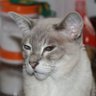TrebbiaGatto's profile picture
