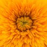 Daud Khan's profile picture