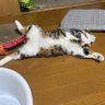 Profilbild von よしお