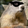 Profilbild von Marmotte masquée 🇫🇷 🇩🇰