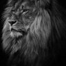 HaSaN_AlTamimi's profile picture