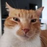 João Tanajura's profile picture