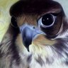 ابوهود's profile picture