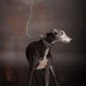 Blanca G. Vendetta. profil fotoğrafı