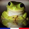 Profilbild von French Frogs Pix
