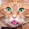 Cat Got 9. Life's profile picture
