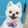 ぽめりーぬ🎎🌸's profile picture