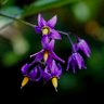 #GrowSeattle #Garden profil fotoğrafı