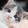 Profilbild von 猫好きネコスキー