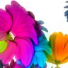 mohammad ashraf's profile picture