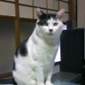 哲ちゃん's profile picture