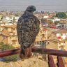 N6h3m9 N6ri3G9 profil fotoğrafı