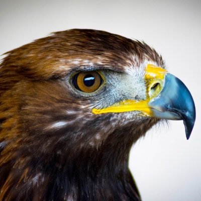 AUHistoryToday's profile picture