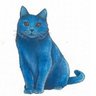 @smilingbluecat profil fotoğrafı
