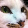 ねこライダーR profil fotoğrafı