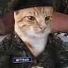 Фото профиля Sgt.Mittens