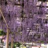 Фото профиля 梳牙