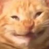 Katzen 的头像
