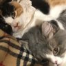 Himawari and Tanpopo(ヒマワリとタンポポ) profil fotoğrafı