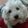 primero los animales's profile picture