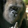 Horomba - Prince of Nothing's profile picture