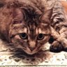 ねこのしきぶとん's profile picture