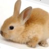 A Litte Brown Bunny 的头像