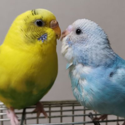 kojikoji1235's profile picture