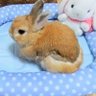 ほわり🐰🌈&ふわ太🐱 profil fotoğrafı
