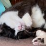 ミケにゃんこ 的头像