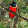 Profilbild von hoatzin