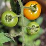 🍅 profil fotoğrafı