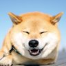 YaaaaaKO 的头像