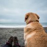 My Dog Is My CoPilot 🐶🏞️🚐📷🇺🇸🇹🇼 的头像