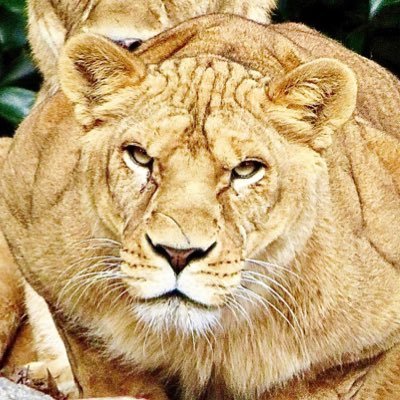 Sakura大猫=摩虚羅's profile picture