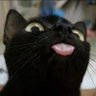 Profilbild von 一只猫的猫生