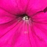 Фото профиля Cora Livesey 🕊️