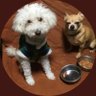 壽ちゃん(ひさ犬♡ひささっぷ♡プーちゃん) 💎🎀 🎐🍀☀.° /†❤︎ 🌐 💫 🍬🩷 profil fotoğrafı