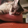 Mattie Ann profil fotoğrafı