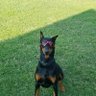 Profilbild von Doberman Dad