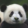 傻娃子's profile picture