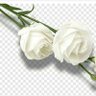 حيدر النجم's profile picture