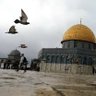 Profilbild von freePalestine