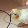 ミヤコ 🇨🇦's profile picture